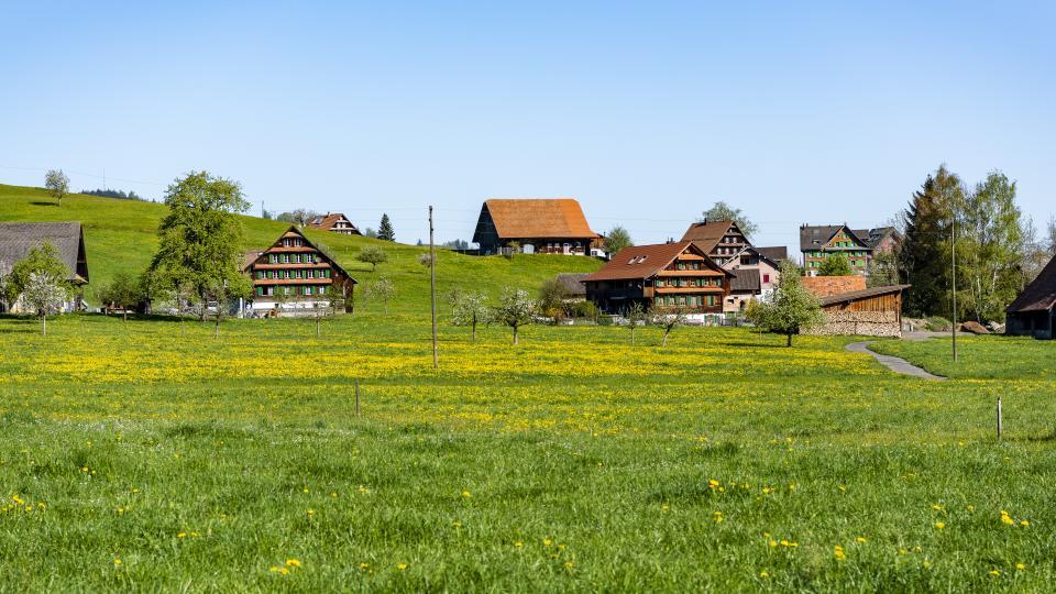 Bauernhöfe stehen inmitten der mit Löwenzahn bewachsenen Wiese.