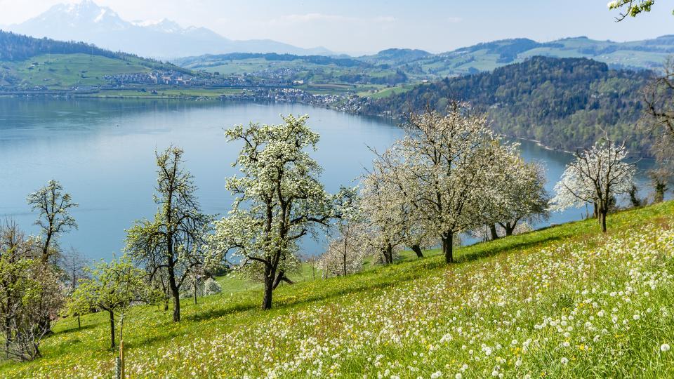 Kirschbäume stehen auf einer blühenden Wiese. Im Hintergrund ist der Zugersee und der verschneite Pilatus zu sehen.