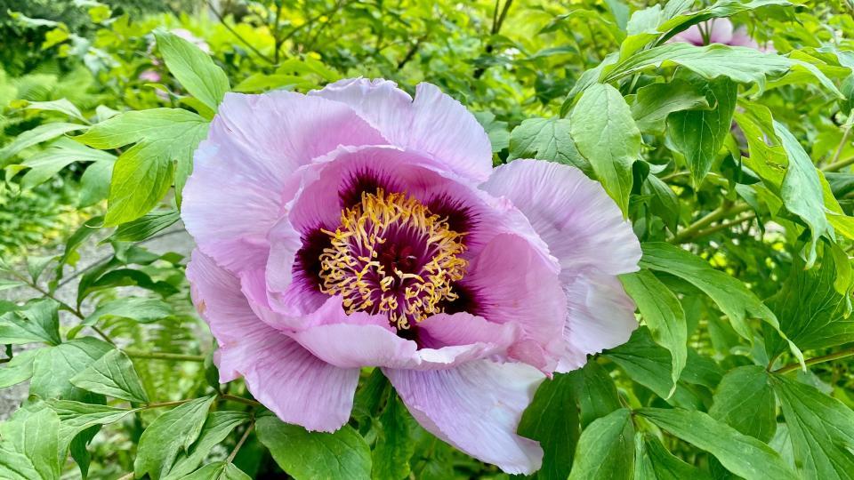 Ein violett blühende Pfingstrose.